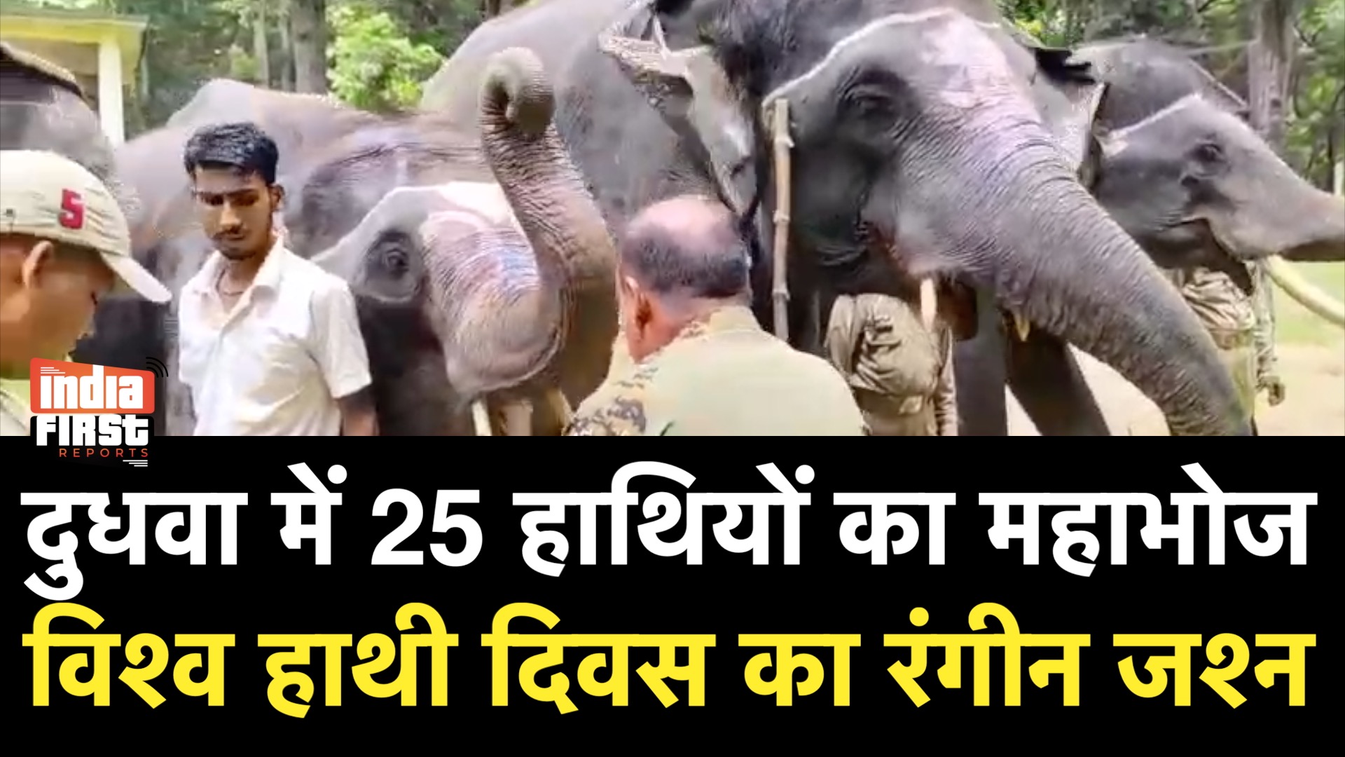 दुधवा में विश्व हाथी दिवस: 25 हाथियों का महाभोज और सम्मान समारोह